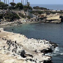 La Jolla Snorkeling Tour