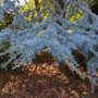 Photo of Arboretum at South Seattle College