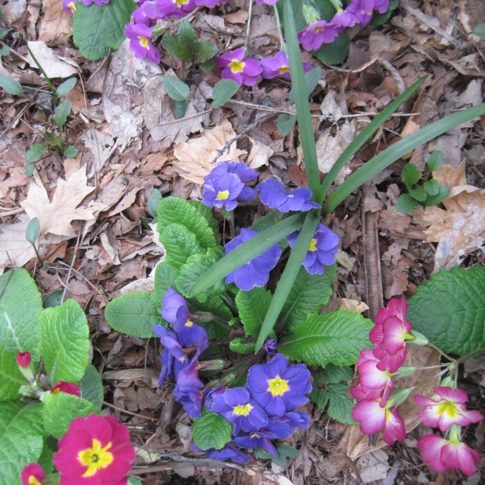Coker Arboretum - Botanical Gardens Near Me - Chapel Hill, North Carolina