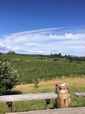 Iron Horse Vineyards by null