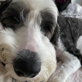 Pooch Purrfect - Cute boy! He's so chipper and good natured. He was terrified at drop off and I should have trusted my gut feeling - Pet Groomers Near Me - Brooklyn, New York