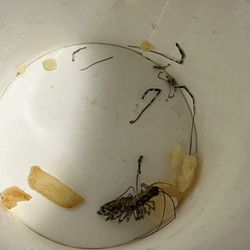 Freddy's Frozen Custard & Steakburgers - Bug found at bottom of fries
