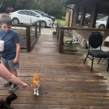 The Fish Net - Local kitties - Seafood Near Me - Lake Park, Georgia