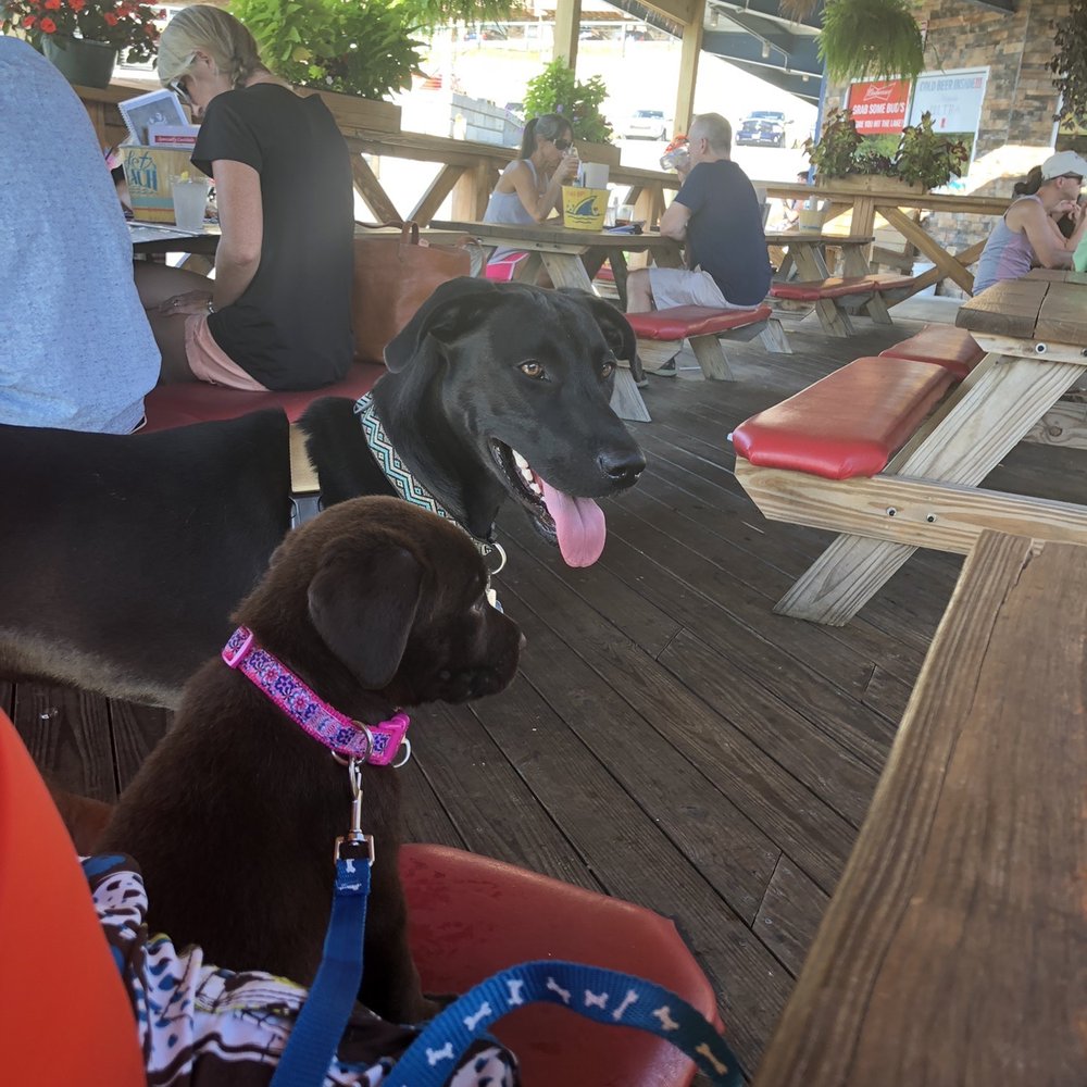 Crab Shack Caribba - Suncrest - Happy puppies - Seafood Near Me - Morgantown, West Virginia