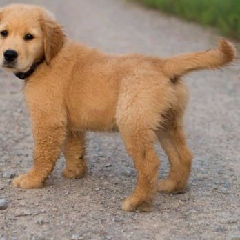 John Andrews Pet Salon - Pet Groomers Near Me - Houston, Texas John Andrews Pet Salon - Pet Groomers Near Me - Houston, Texas