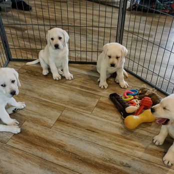 Stofer's Labs - Pet Training Near Me - Prunedale, California Stofer's Labs - Pet Training Near Me - Prunedale, California