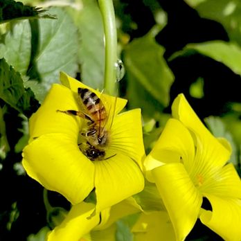 Live Oak County Park - Bees hard at work. - Parks Near Me - Fallbrook, California