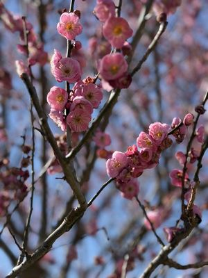 Lewis Ginter Botanical Garden by null
