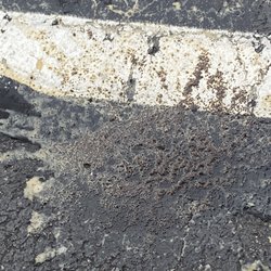 McDonald's - Coffee & grounds poured out of cup.