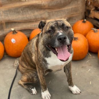 bay area k9 training