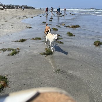 Ocean Beach Dog Beach - Beaches Near Me - San Diego, California Ocean Beach Dog Beach - Beaches Near Me - San Diego, California