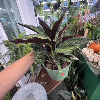 Hampton Nursery - Nurseries & Gardening Near Me - Hyattsville, Maryland Hampton Nursery - Nurseries & Gardening Near Me - Hyattsville, Maryland