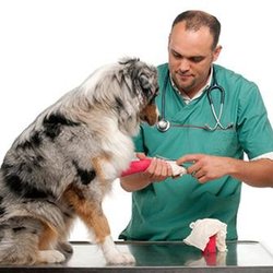 Peterson Veterinary Clinic - untitled