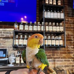 Herman Marshall Whiskey - @pollothecaique working the bar, lol