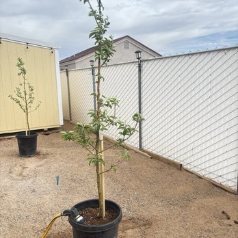 M&D Trees - Ashmeads Kernal - Apple - Nurseries & Gardening Near Me - Kingman, Arizona