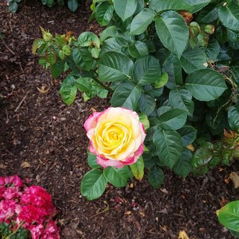 Chicago Botanic Garden - Rose - Botanical Gardens Near Me - Glencoe, Illinois Chicago Botanic Garden - Rose - Botanical Gardens Near Me - Glencoe, Illinois