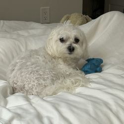 Town of Dewey Beach - Wondering why he is not allowed on the beach....