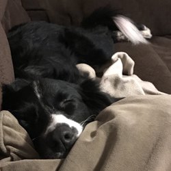 Home Sweet Home Dog Resort - Ahhhh! So tired!