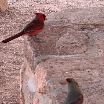 Boyce Thompson Arboretum - Make and female cardinal - Botanical Gardens Near Me - Superior, Arizona Boyce Thompson Arboretum - Make and female cardinal - Botanical Gardens Near Me - Superior, Arizona