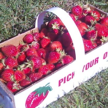 The Berry Patch - Pick Your Own Farms Near Me - Richmond, Virginia
