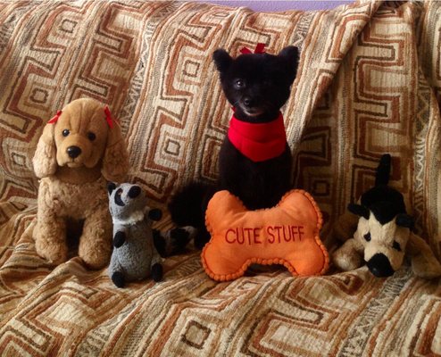 All Breed Dog Grooming