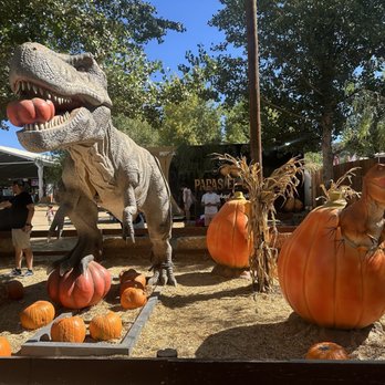 Live Oak Canyon Pumpkin Patch and Christmas Tree Farm - Christmas Trees Near Me - Redlands, California Live Oak Canyon Pumpkin Patch and Christmas Tree Farm - Christmas Trees Near Me - Redlands, California