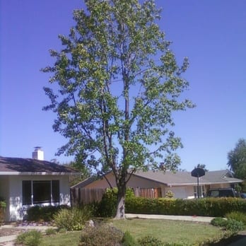 Stumpy's Tree Service - Heres the after picture of the liquid amber tree, and yes tree do need haircuts to.... we raised the canopy & thinned it out - Tree Services Near Me - Livermore, California
