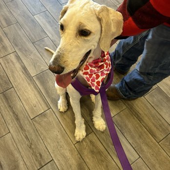 Top Dog Grooming - Pet Groomers Near Me - Las Vegas, Nevada Top Dog Grooming - Pet Groomers Near Me - Las Vegas, Nevada