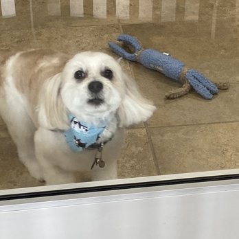 Jasmine Pet Grooming - Joey is ready! - Pet Groomers Near Me - Brea, California Jasmine Pet Grooming - Joey is ready! - Pet Groomers Near Me - Brea, California