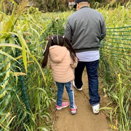 Corn maze.