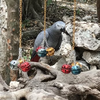 Akumal Monkey Sanctuary - Zoos Near Me - Akumal, ROO Akumal Monkey Sanctuary - Zoos Near Me - Akumal, ROO