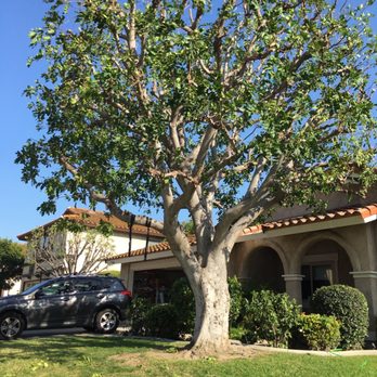 Freddy's Tree Service - After tree trimming - Tree Services Near Me - Anaheim, California Freddy's Tree Service - After tree trimming - Tree Services Near Me - Anaheim, California
