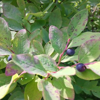 Glacier Gardens Rainforest Adventure - Blueberries - Botanical Gardens Near Me - Juneau, Alaska