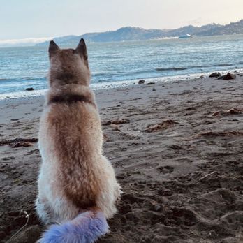 Milo Foundation - Husky enjoying beach - Pet Adoption Near Me - Point Richmond, California Milo Foundation - Husky enjoying beach - Pet Adoption Near Me - Point Richmond, California