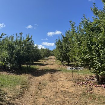 Long View Ciderhouse - They had my favorite variety of apples available for picking: Macoun!! - Cideries Near Me - Southington, Connecticut