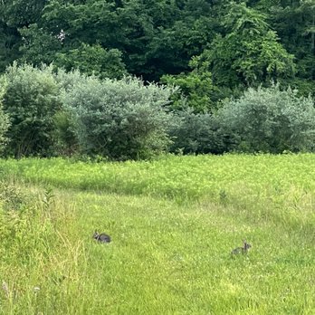 Rocky Fork Metro Park - Bunnies - Parks Near Me - Westerville, Ohio Rocky Fork Metro Park - Bunnies - Parks Near Me - Westerville, Ohio