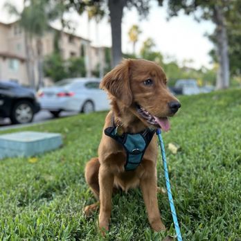 Wiggles Petcare - Dog Walkers Near Me Wiggles Petcare - Dog Walkers Near Me