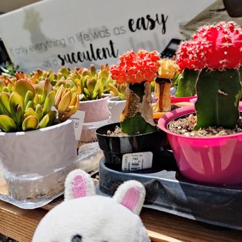 The Home Depot - Succulents - Hardware Stores Near Me - Pearl City, Hawaii