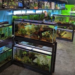 Toadally Frogs