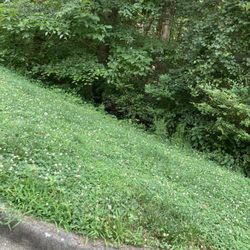 Root's Landscaping - Overgrown grass because Roots can't be bothered to show up