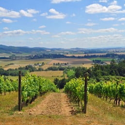 Amity vineyard June Amity vineyard June
