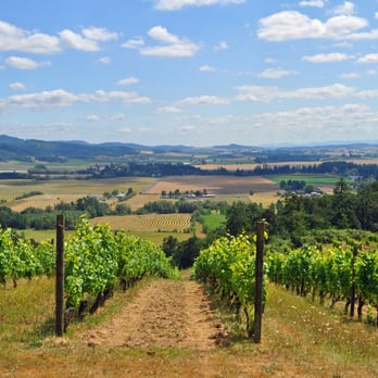 Amity Vineyards - Amity vineyard June - Wineries Near Me - Amity, Oregon Amity Vineyards - Amity vineyard June - Wineries Near Me - Amity, Oregon
