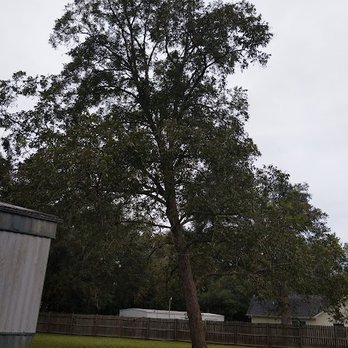 Justin E Holmes Handyman and Landscaping - Pecan tree Before - Handyman Near Me