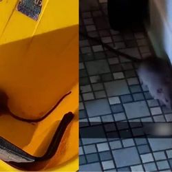 Carnegie Junior High School - Rats cockroaches and more