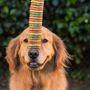Camp Bow Wow Bellingham