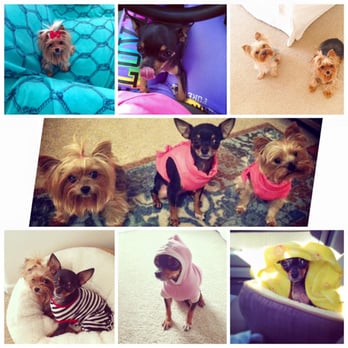 Roses Pampered Pets - Pet Groomers Near Me Roses Pampered Pets - Pet Groomers Near Me