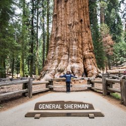 Sequoia Guides - Visit the largest trees in the world! General Sherman - Sequoia National Park