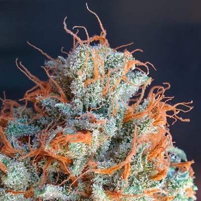 Cornerstone Wellness Dispensary & Delivery by null