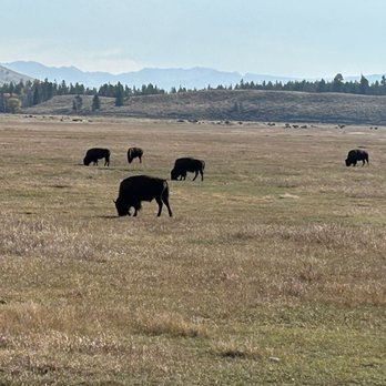 BrushBuck Wildlife Tours - Tours Near Me - Jackson, Wyoming
