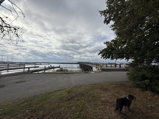 Little Coney by null